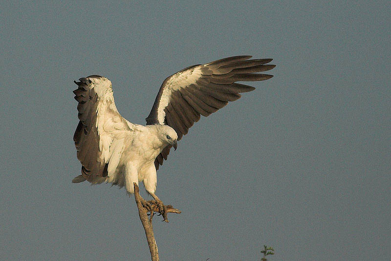 bird watching tours cairns