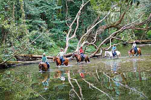 horse tours cairns