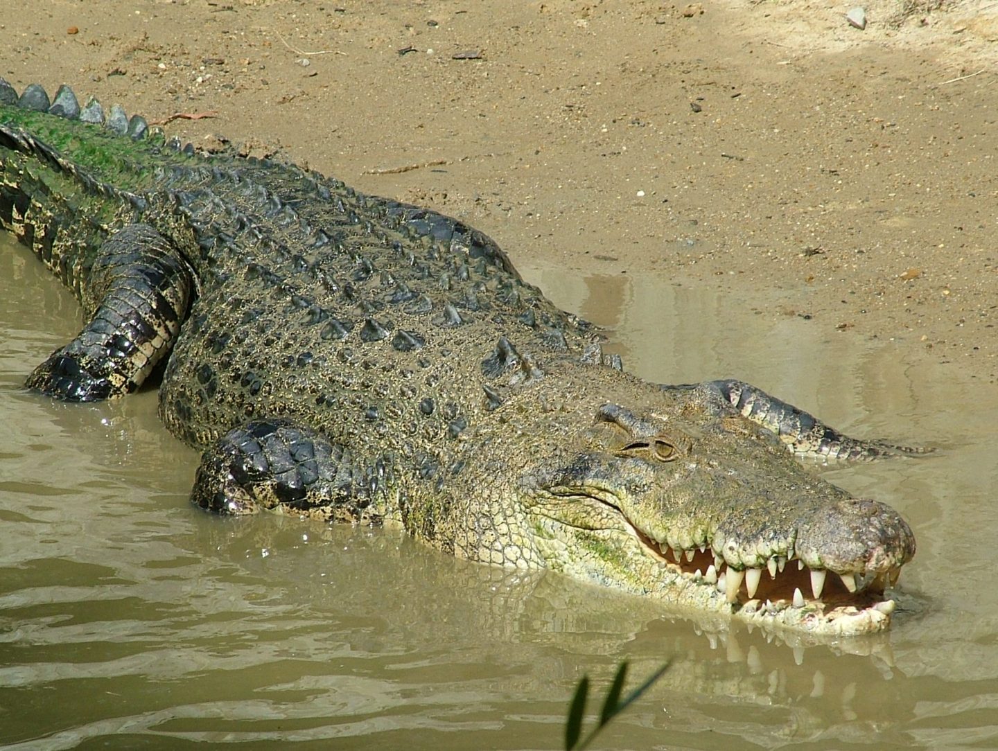 Cairns Crocodile Tours